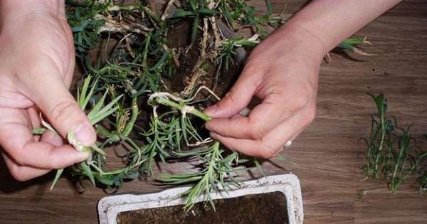 Carnation cutting Carnation cutting