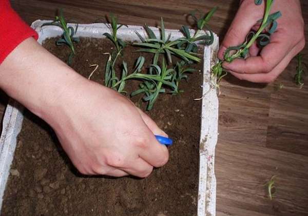 Carnation cutting Carnation cutting