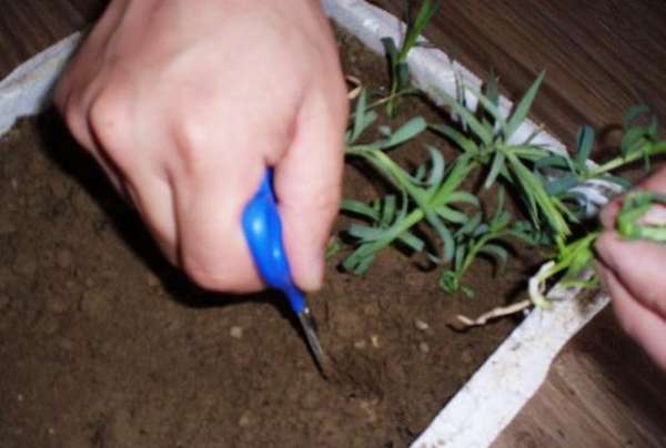 Carnation cutting Carnation cutting