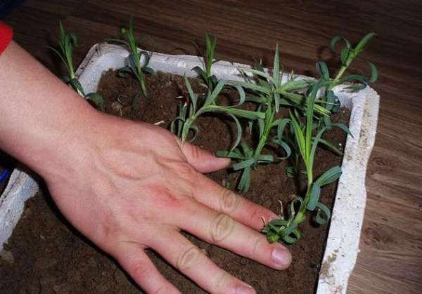 Carnation cutting Carnation cutting