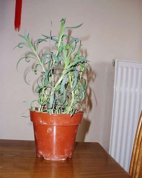 carnation cutting carnation cutting