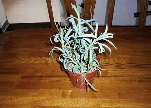 carnation cutting carnation cutting