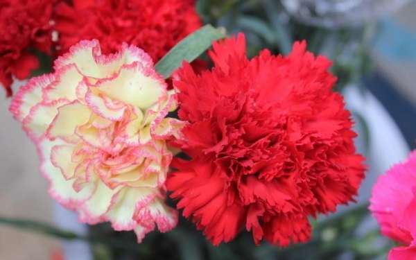 Dahong variety