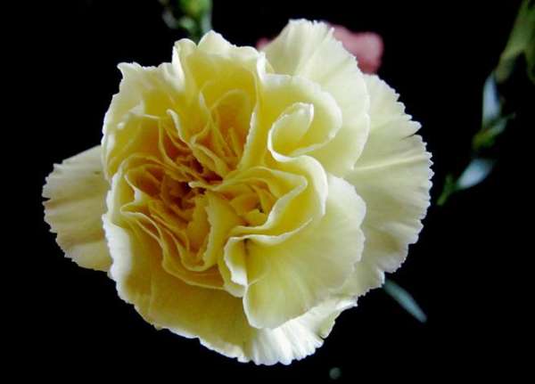 Dahong variety
