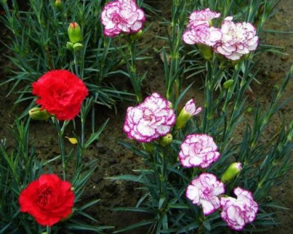Dahong variety