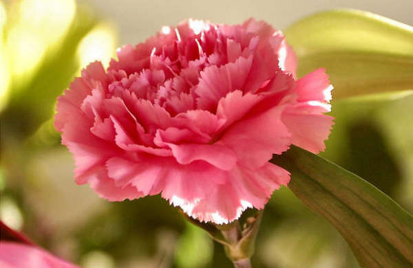 large red variety