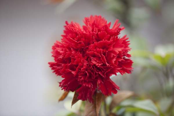 Temperature requirement of carnation