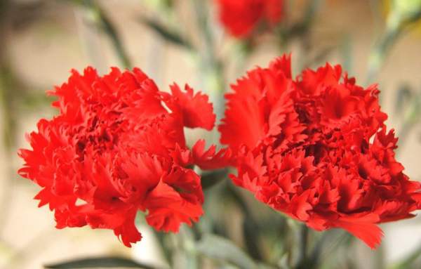 temperature requirements for carnations