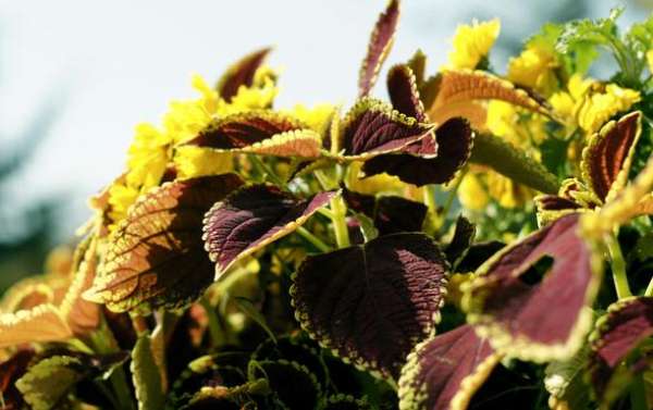Watering requirements of Coleus blumei