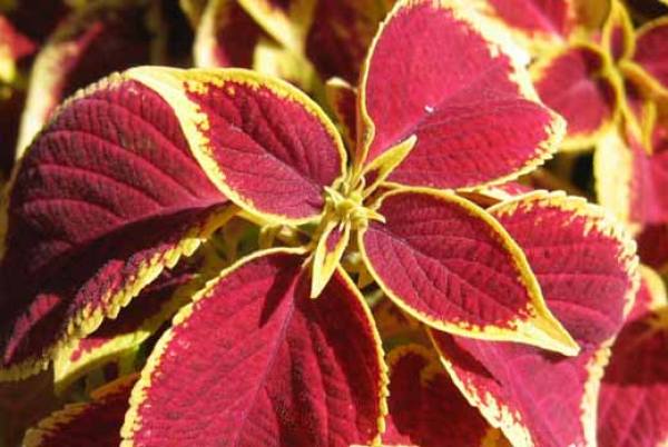 Watering requirements of Coleus blumei