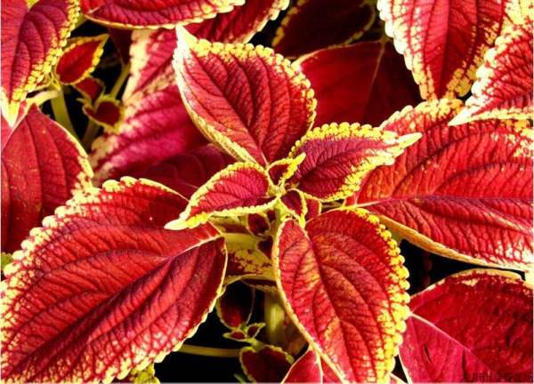 Coleus macrophyllus
