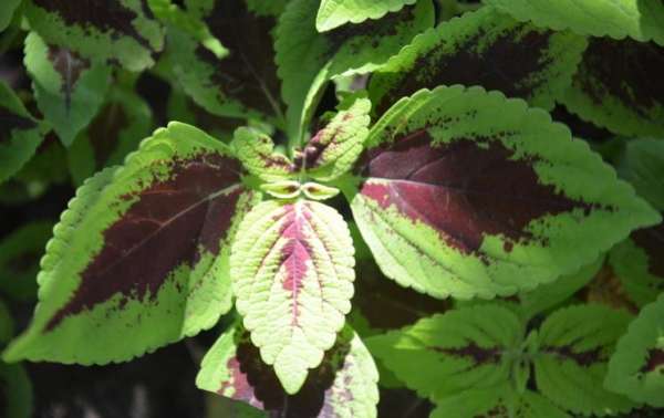 large leaf color leaf grass