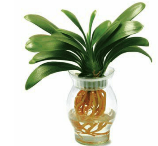 Hydroponic clivia