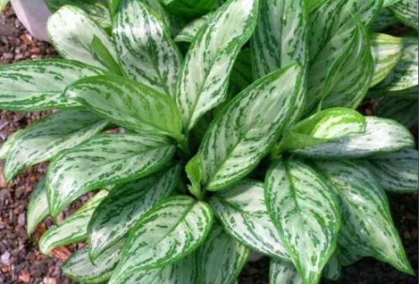 Water and Fertilizer Regulation Requirements of Silver Queen