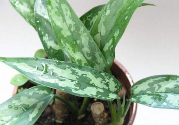 water and fertilizer regulation requirements of silver queen