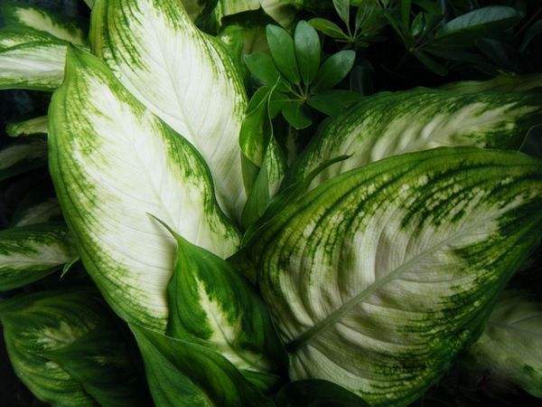 The reason why the leaves of the silver queen turn yellow