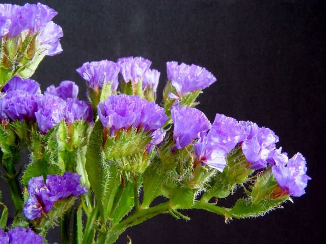 Forget-me-not sowing method
