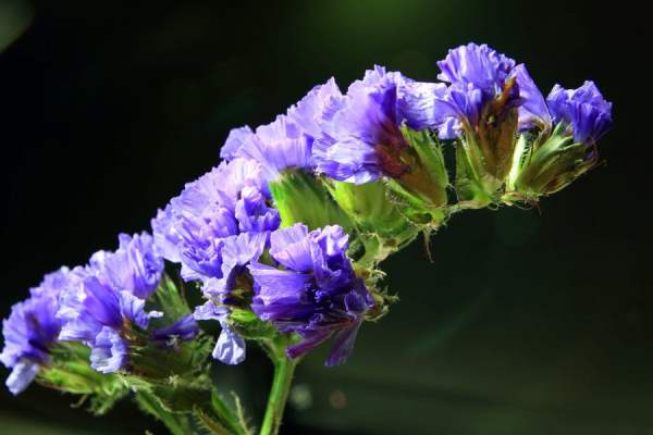 Forget-me-not sowing method