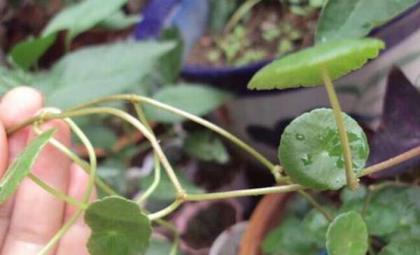 The leaves of the copper money grass are sparse?