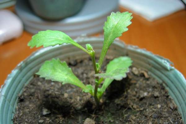hexaploid seedlings
