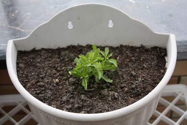 Hexabelis seedling