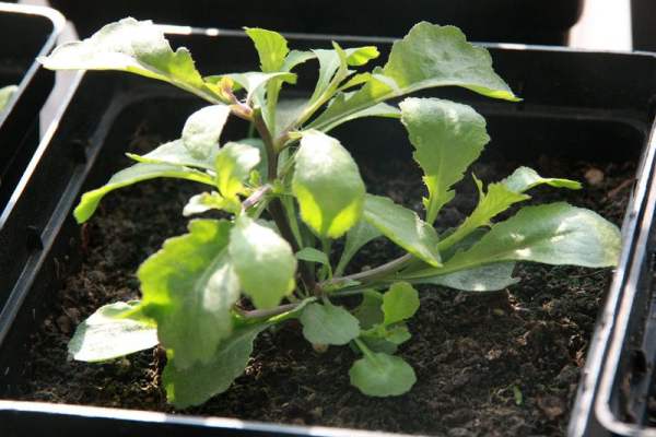 Hexabelis seedling