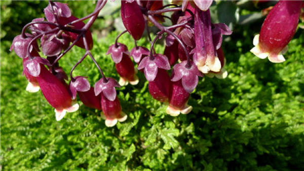 Cultivation method of palace lantern and Jonquil
