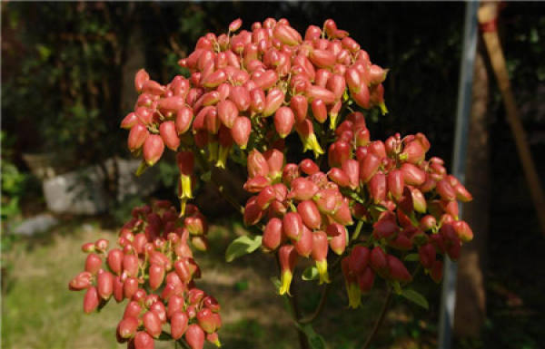 Cultivation method of palace lantern and Jonquil