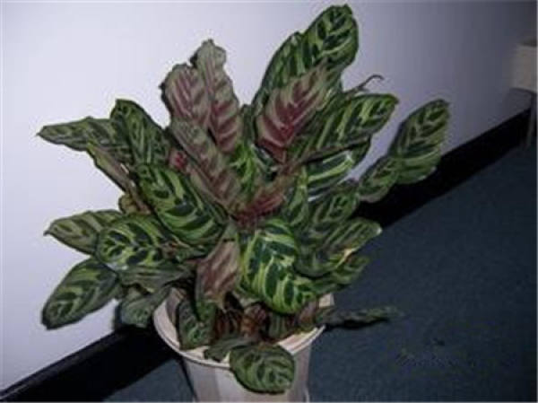 Maranta maculata