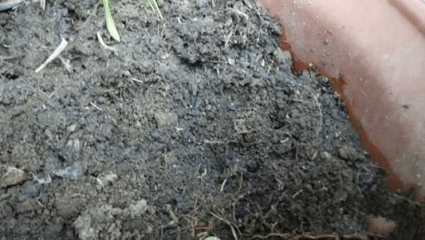 Cultivation substrates
