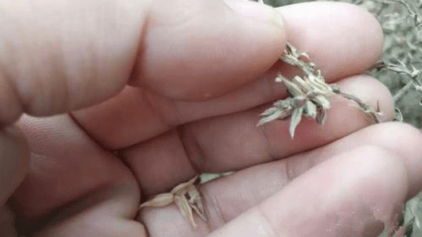Cultivation substrates