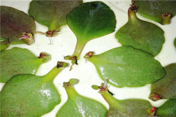 branch cutting of longevity flower of palace lantern
