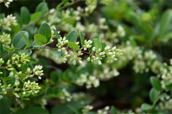 Method for culturing Milan flower