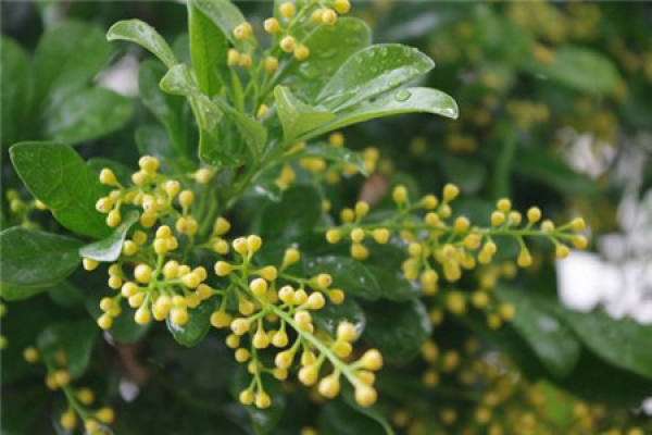 Method for culturing Milan flower
