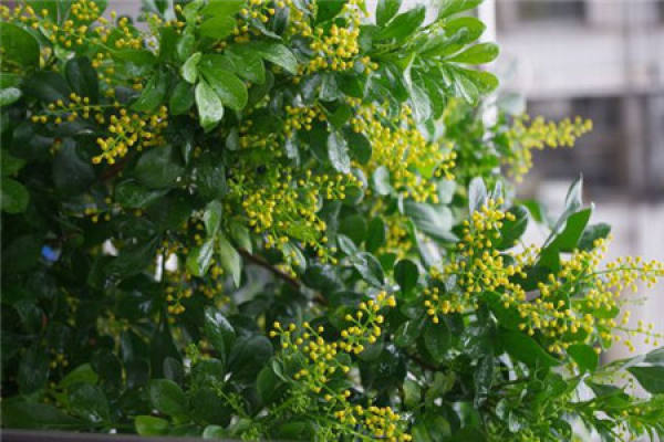Method for culturing Milan flower
