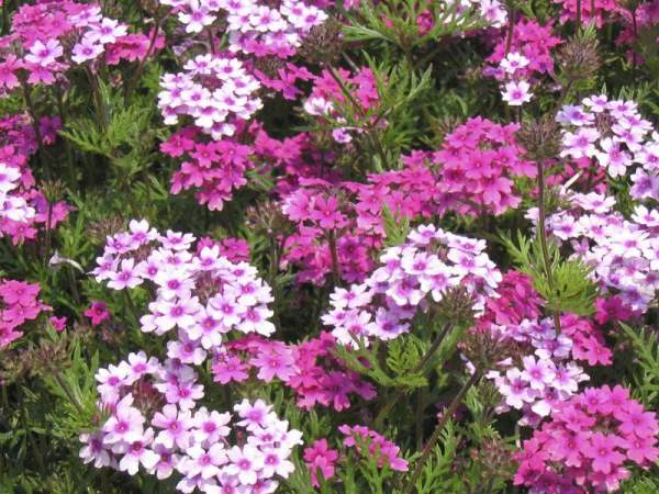 Multicolor Beauty Cherry