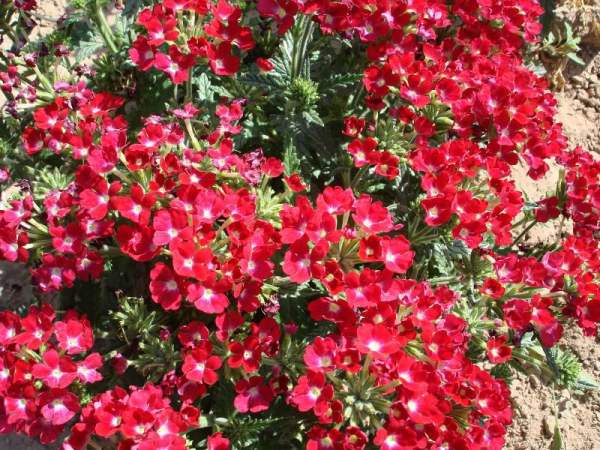 Multicolor Beauty Cherry