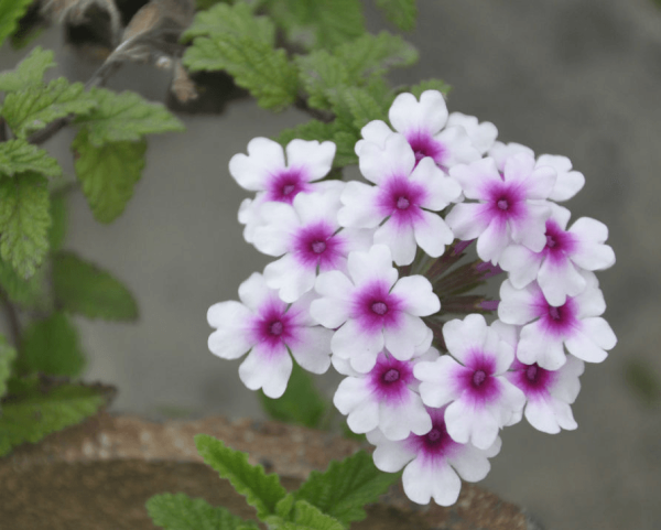 Purple Beauty Cherry