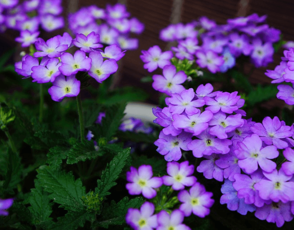 Lilac