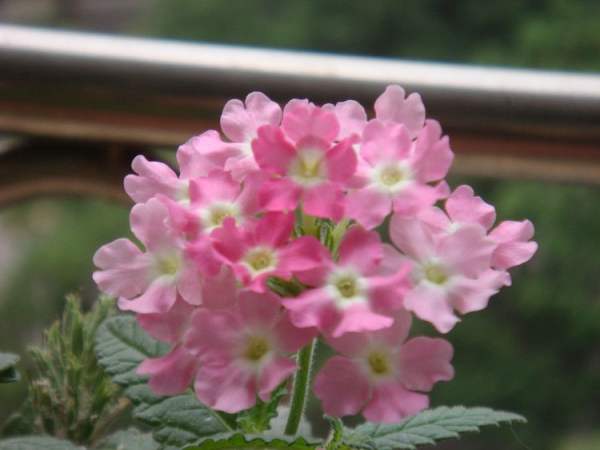 pink purple Nanking cherry