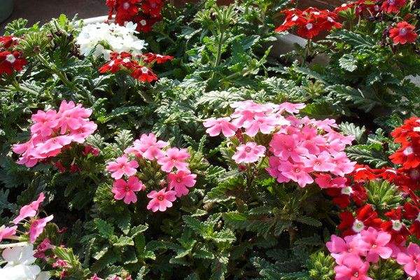 beautiful Nanking cherry pot