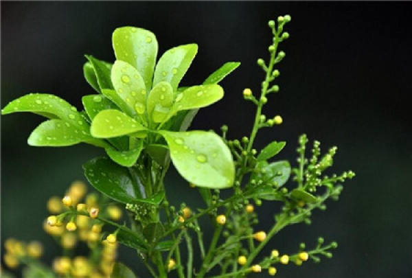 Milanese flowers do not bloom: soil