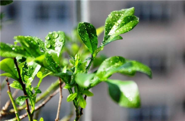 Milanese flowers do not bloom: soil