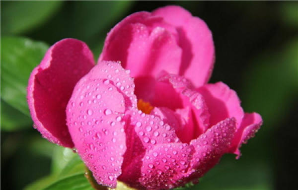 Points for Attention in Peony Culture