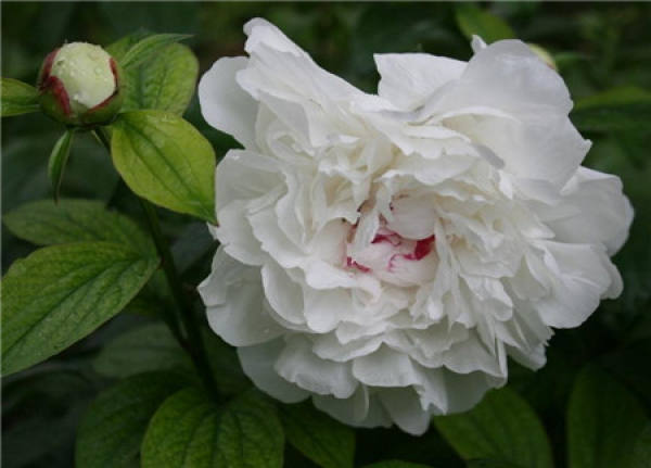 When does the peony bloom?