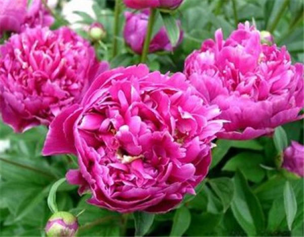 When does the peony bloom?