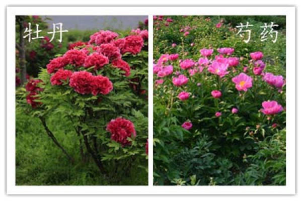 Distinguish method one: Look at the stem.
