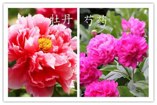 Distinguish method one: Look at the stem.
