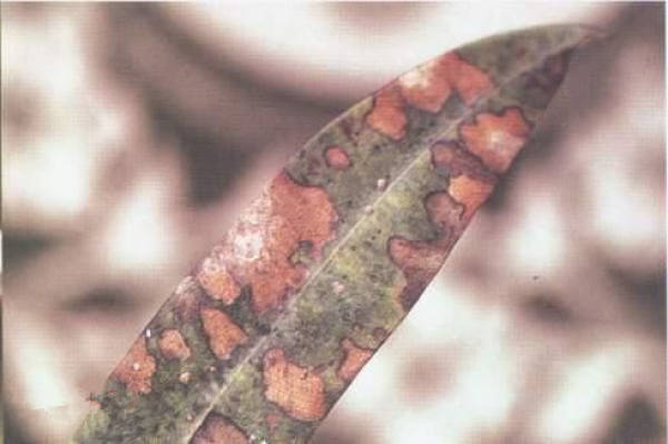 Brown spot disease