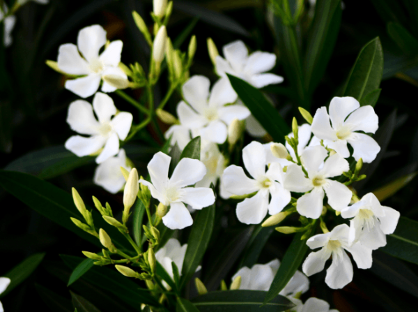 White Oleander
